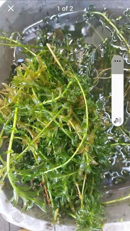 Photo of free Oxygenating pond plant/ or compost (St Austell PL25) #2