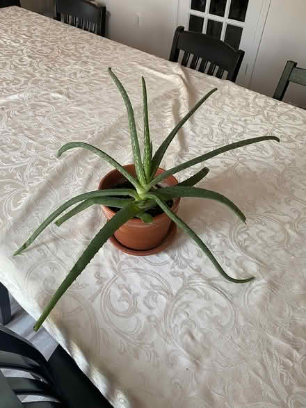 Photo of free Aloe vera plant (Northwest Livonia) #1
