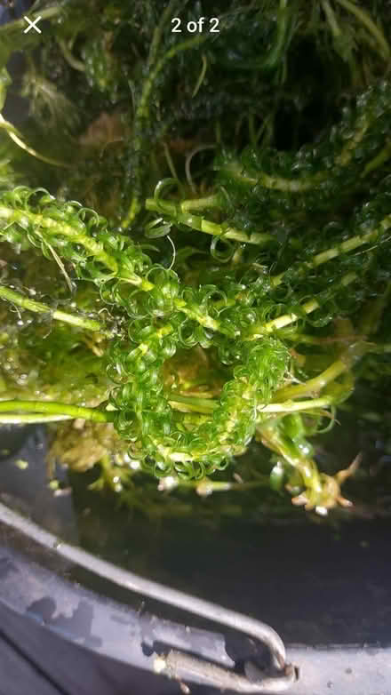 Photo of free Oxygenating pond plant/ or compost (St Austell PL25) #1