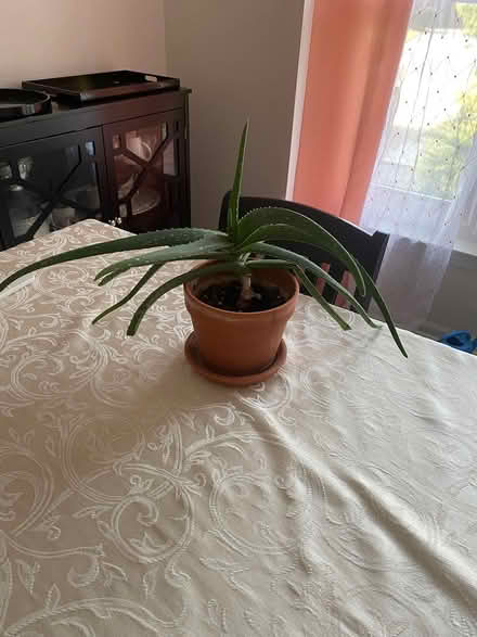 Photo of free Aloe vera plant (Northwest Livonia) #3
