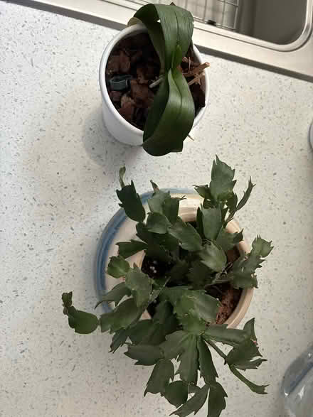Photo of free Orchid and Christmas cactus plants (48073) #2