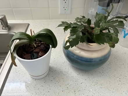 Photo of free Orchid and Christmas cactus plants (48073) #1