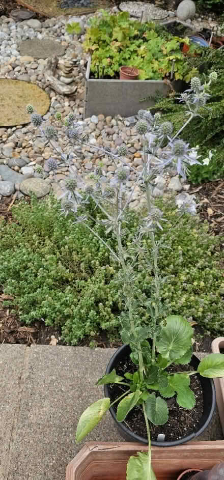 Photo of free Blue thistle plant (HP13 near railway station) #2