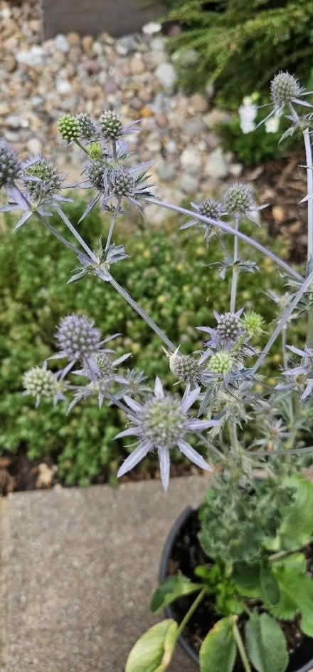 Photo of free Blue thistle plant (HP13 near railway station) #1