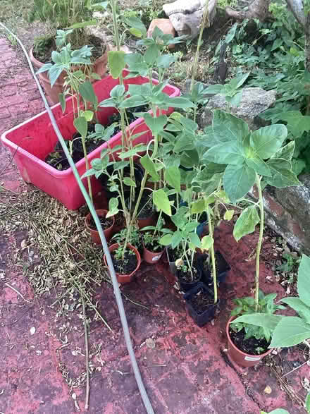 Photo of free Sunflowers (Camberley) #2