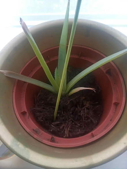 Photo of free Aloe Vera plants (Lawnswood LS16) #3