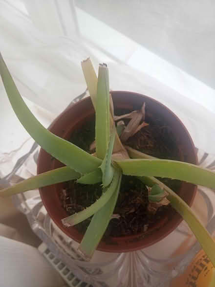 Photo of free Aloe Vera plants (Lawnswood LS16) #4