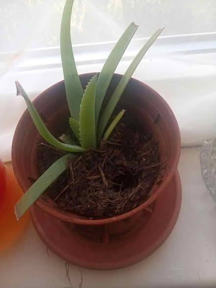 Photo of free Aloe Vera plants (Lawnswood LS16) #2