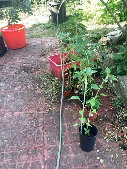 Photo of free Sunflowers (Camberley) #1