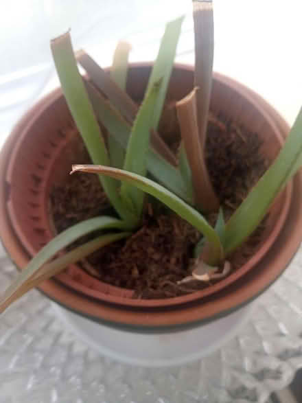 Photo of free Aloe Vera plants (Lawnswood LS16) #1