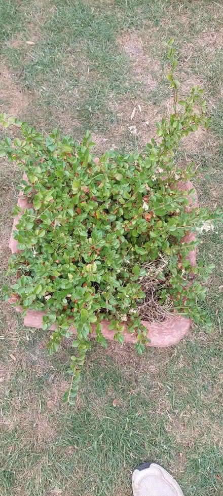 Photo of free Cotoneaster shrub (Cheddington LU7) #1