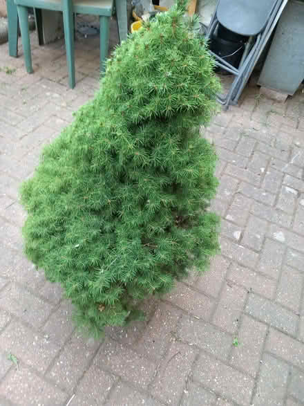 Photo of free Live Christmas tree (Ilford IG1) #2