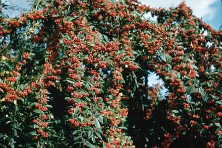 Photo of free Cotoneaster shrub (Cheddington LU7) #2