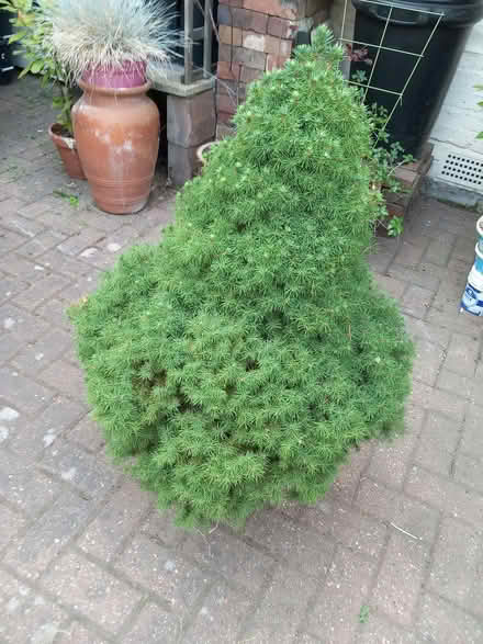 Photo of free Live Christmas tree (Ilford IG1) #1