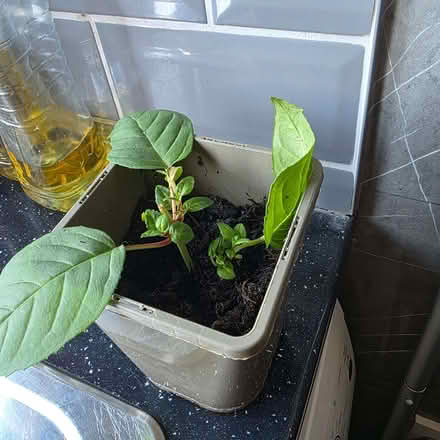 Photo of free Trailing rooted fushia cutting (Clive Vale TN35) #1