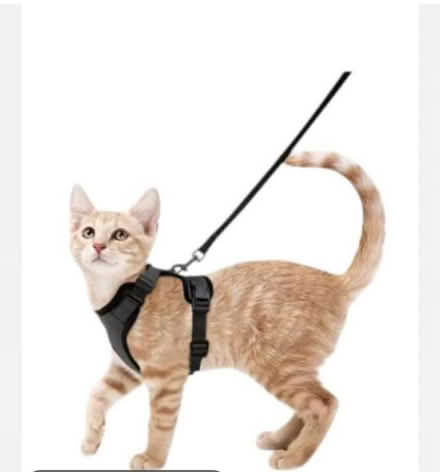 Photo of Cat harness (Johnstone) #1