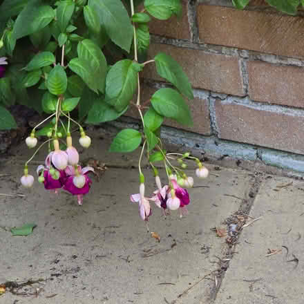 Photo of free Trailing rooted fushia cutting (Clive Vale TN35) #2