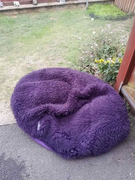 Photo of free Large purple furry beanbag (Keighley BD20) #1