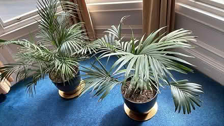 Photo of free Two house plants (Newhaven EH6) #1