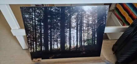 Photo of free Three large forest pictures (Hillsborough S6) #2