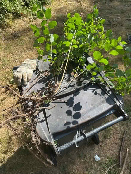 Photo of free Rooted "common snowberry" plants (Sanderstead CR2) #1
