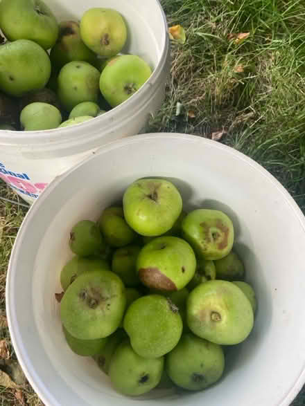 Photo of free Fallen cooking apples đ (Waterlooville PO7) #1