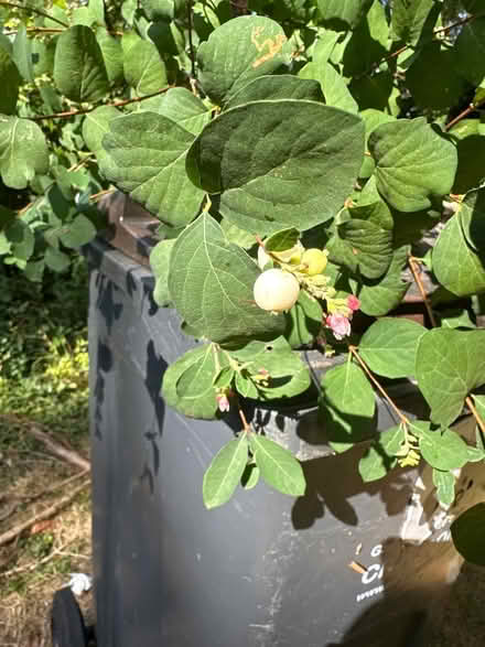 Photo of free Rooted "common snowberry" plants (Sanderstead CR2) #2