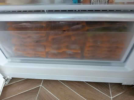 Photo of free Frozen cat food (Springfield CM1) #2
