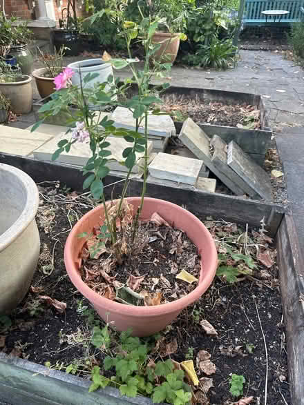 Photo of free Large Plastic Pot with Pink Rose (N4) #2