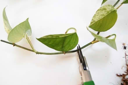 Photo of Pothos Cutting (Town Centre IP4) #2