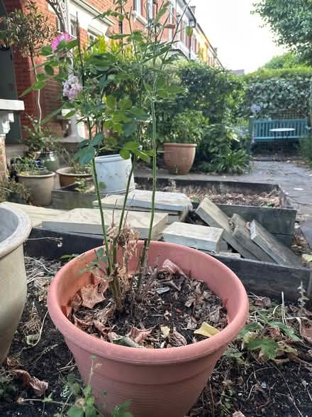 Photo of free Large Plastic Pot with Pink Rose (N4) #1