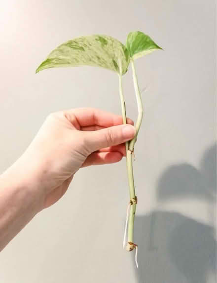 Photo of Pothos Cutting (Town Centre IP4) #1