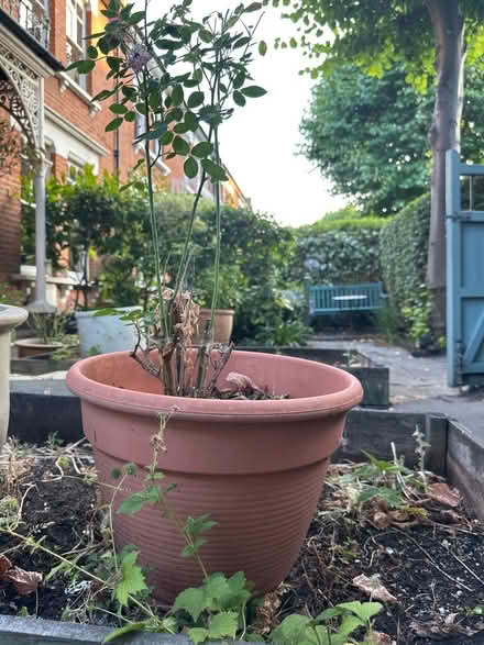Photo of free Large Plastic Pot with Pink Rose (N4) #3