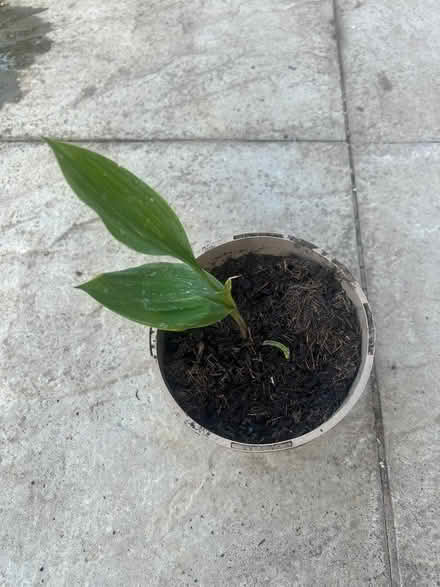 Photo of free lily of the valley plant in pot x2 (Kentwood RG30) #1