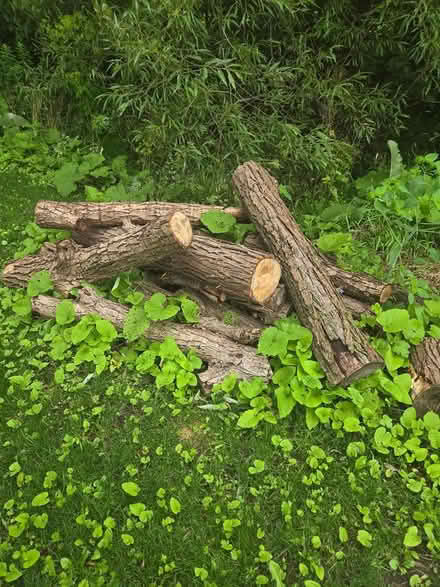 Photo of free Fire wood (Newcastle ontario canada) #3
