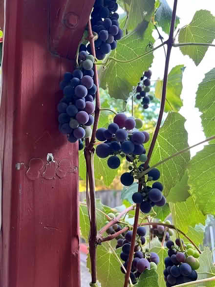 Photo of free Two Concord grape vines (Morgan hill) #1