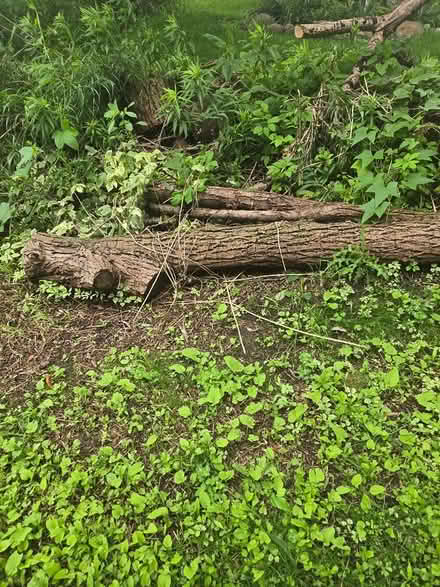 Photo of free Fire wood (Newcastle ontario canada) #1
