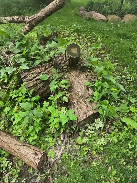 Photo of free Fire wood (Newcastle ontario canada) #2