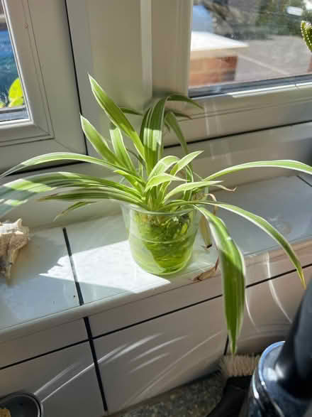 Photo of free Spider plant (Cove GU14) #1